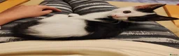 Mixed Breed cats for sale: Kittens - Advert 8