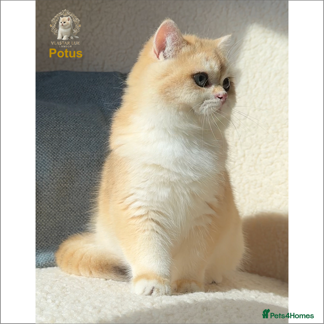 British Shorthair cats for sale: Chic & Pride Potus - BSH Black Golden Chinchilla - Advert 4