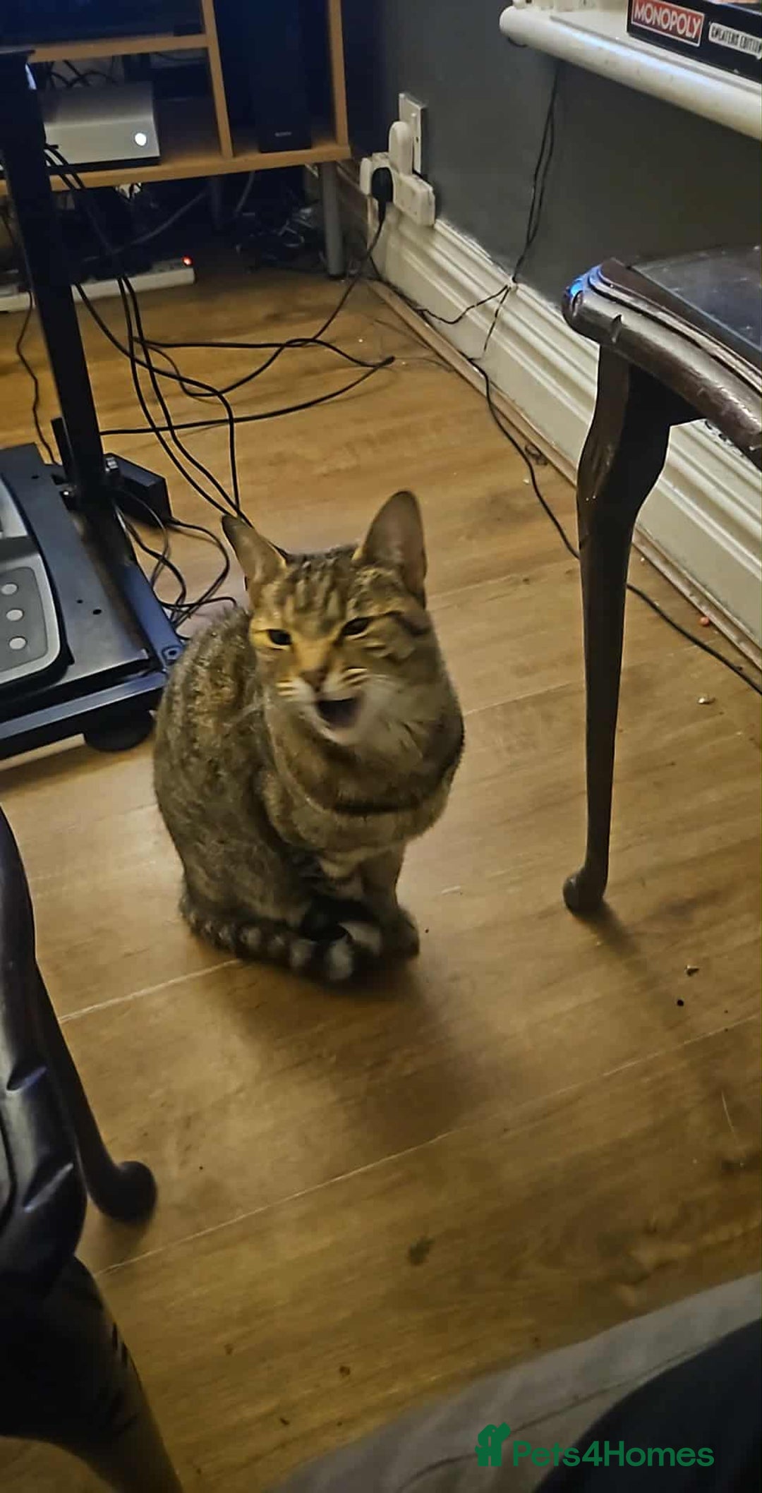 Mixed Breed cats for sale: Cat needing home - Image 4