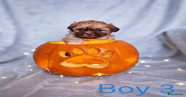 Shih Tzu dogs - Advert 3