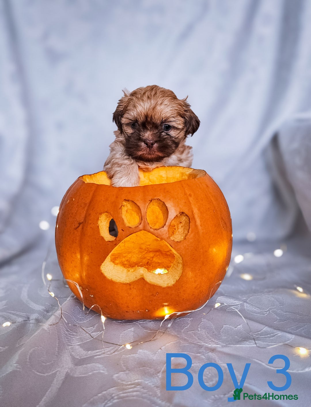 Shih Tzu dogs for sale: 1 Standard Shih Tzu boy left - Advert 3