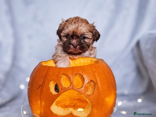 Shih Tzu dogs - Advert 30