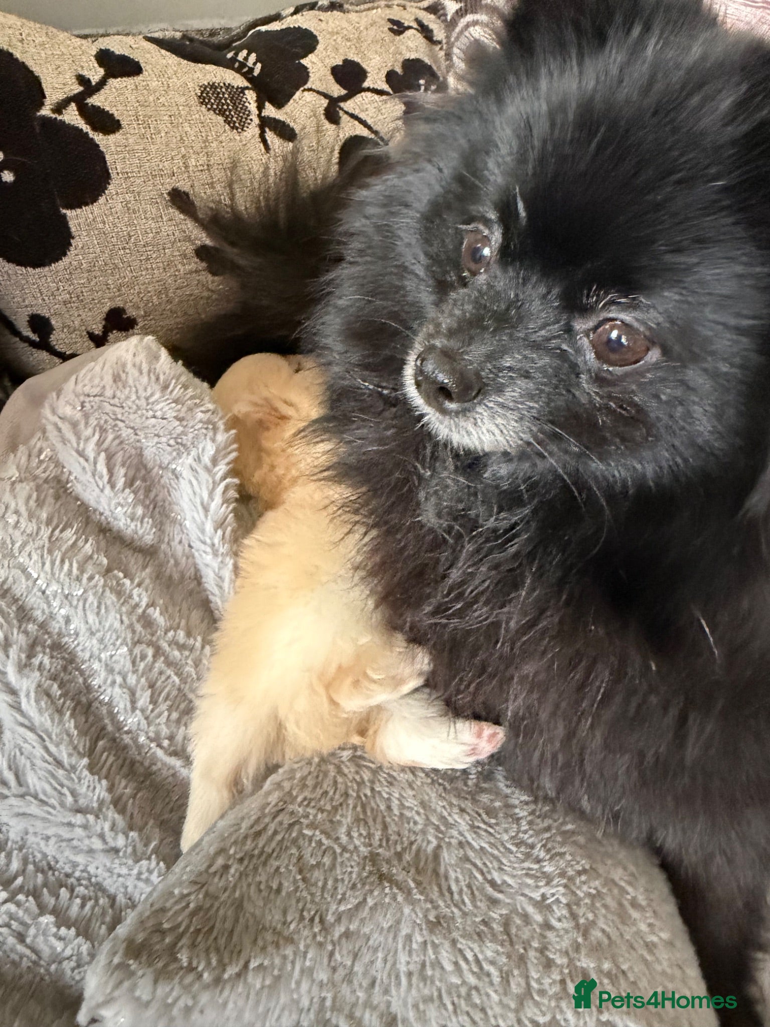 Pomeranian dogs Pomeranian baby girl  - Advert 1