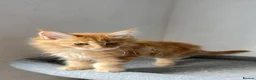 Maine Coon cats for sale: Maine Coon Kittens - Advert 11