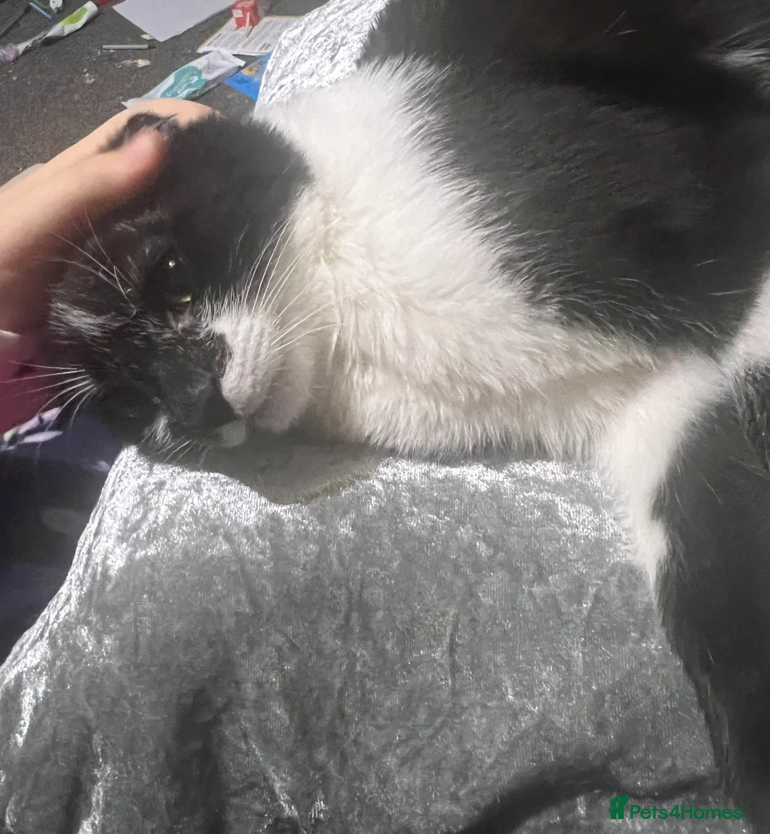 Mixed Breed cats for sale: Young black and white cat - Advert 2