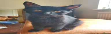 Domestic Shorthair Kitten 3