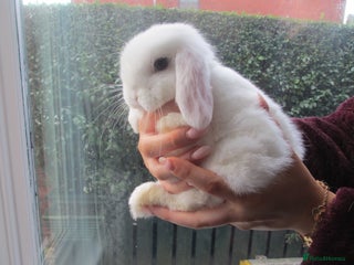 Mini Lop rabbits Baby Mini Lops - Advert 2