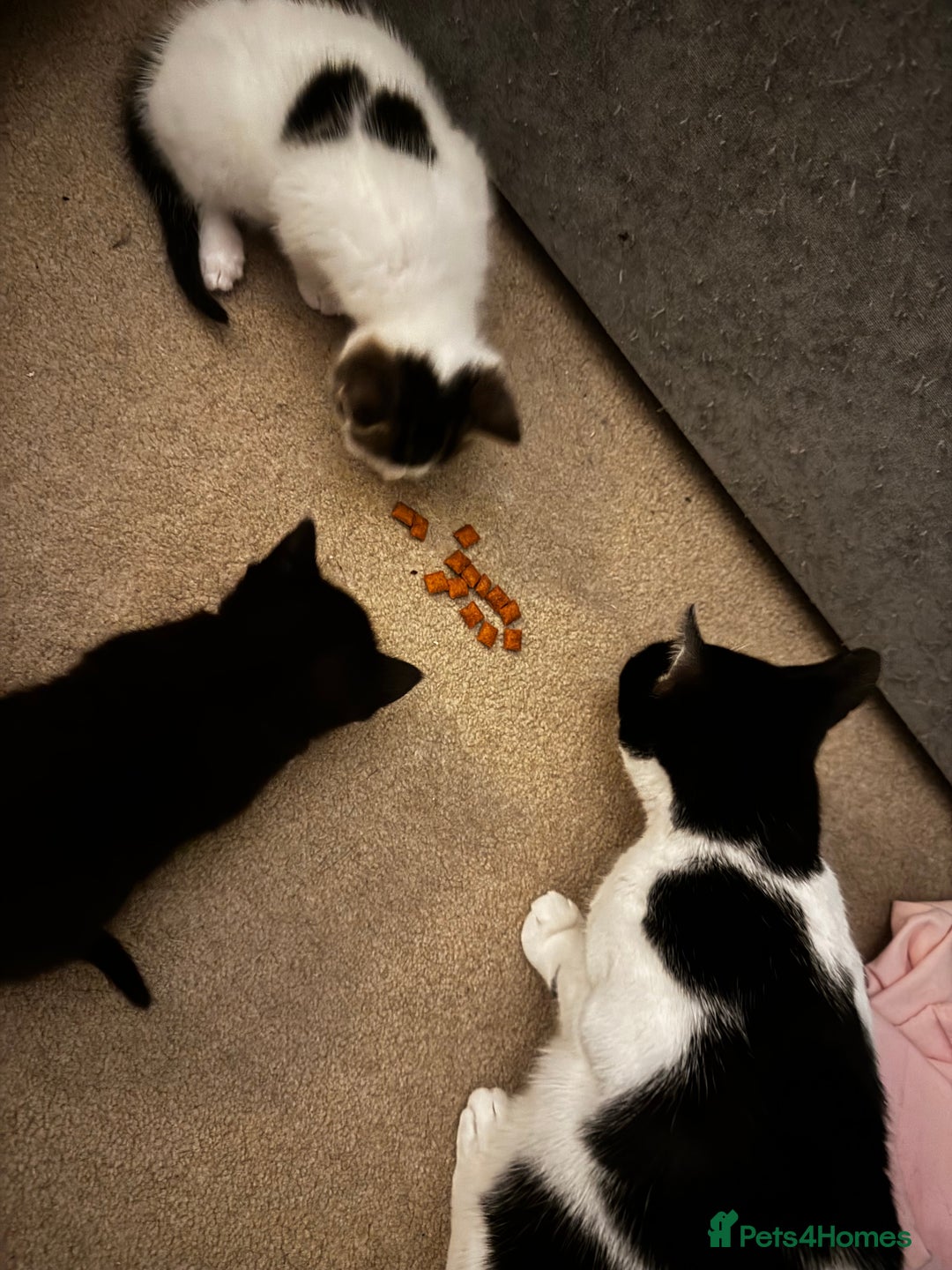 Domestic Shorthair cats for sale: 2 beautiful boy kittens  - Image 14