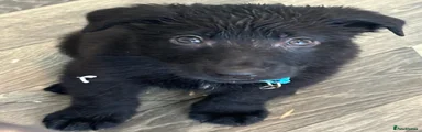 German Shepherd Puppy 4