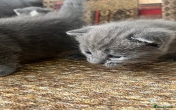 Russian Blue cats for sale: Kittens half Russian Blue - Image 4