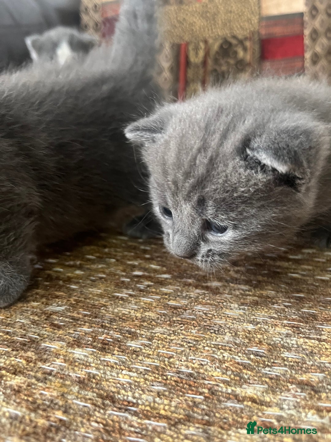 Russian Blue cats for sale: Kittens half Russian Blue - Image 4