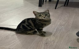Abyssinian cats for sale: Peach is looking for a new home - Image 1