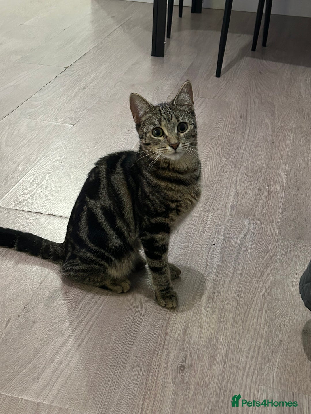 Abyssinian cats for sale: Peach is looking for a new home - Image 1