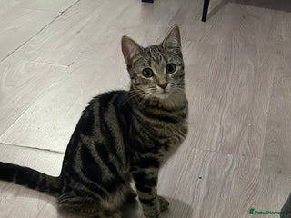 Abyssinian cats for sale: Peach is looking for a new home - Advert 1