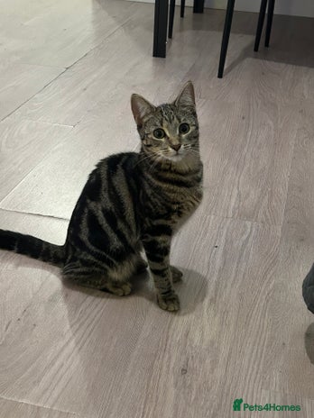 Abyssinian cats Peach is looking for a new home - Advert 8