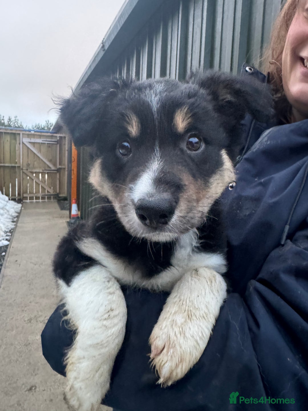 Border Collie dogs for sale: Black tri border collie  - Advert 5