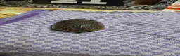 Turtle reptiles for sale: Musk turtle female - Advert 1