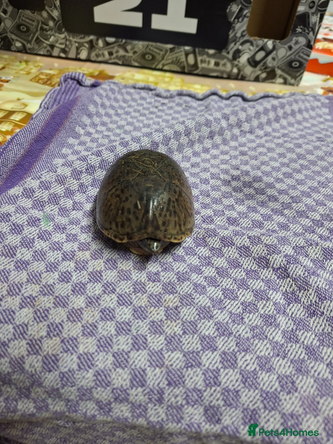 Turtle reptiles for sale: Musk turtle female - Advert 1