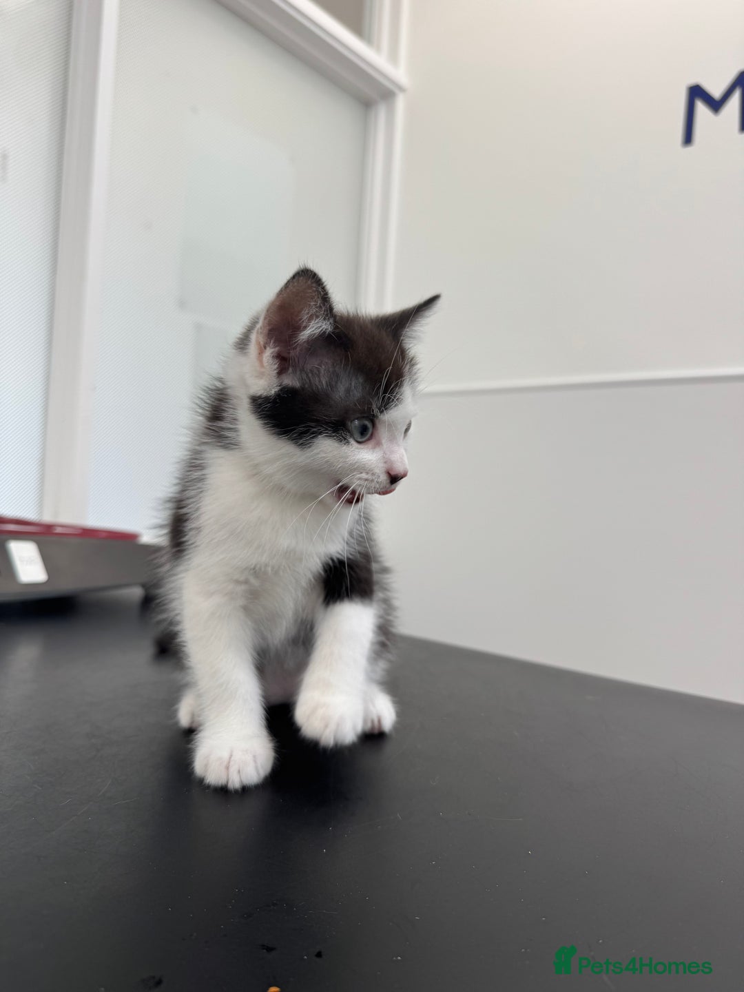 British Shorthair cats for sale: Kitten - Image 8