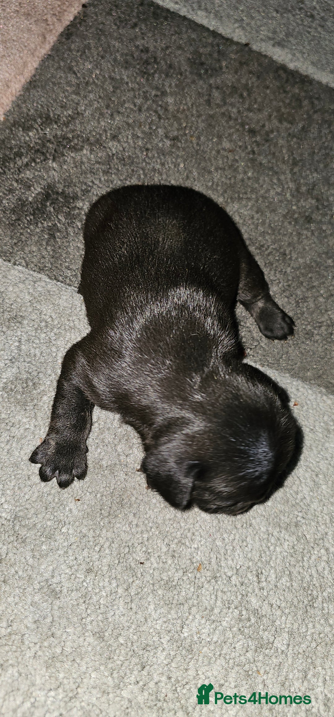 French Bulldog dogs for sale:  6 x beautiful Frenchie puppies for sale  - Advert 7