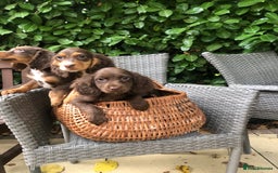 Cocker Spaniel dogs for sale: Cocker spaniel puppy’s  - Image 2