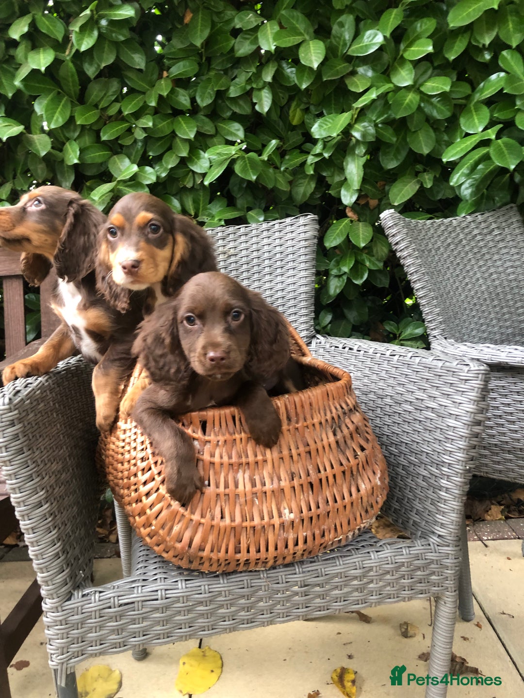 Cocker Spaniel dogs for sale: Cocker spaniel puppy’s  - Image 2