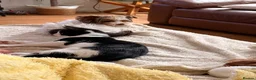 Mixed Breed cats for sale: Socks - Advert 2