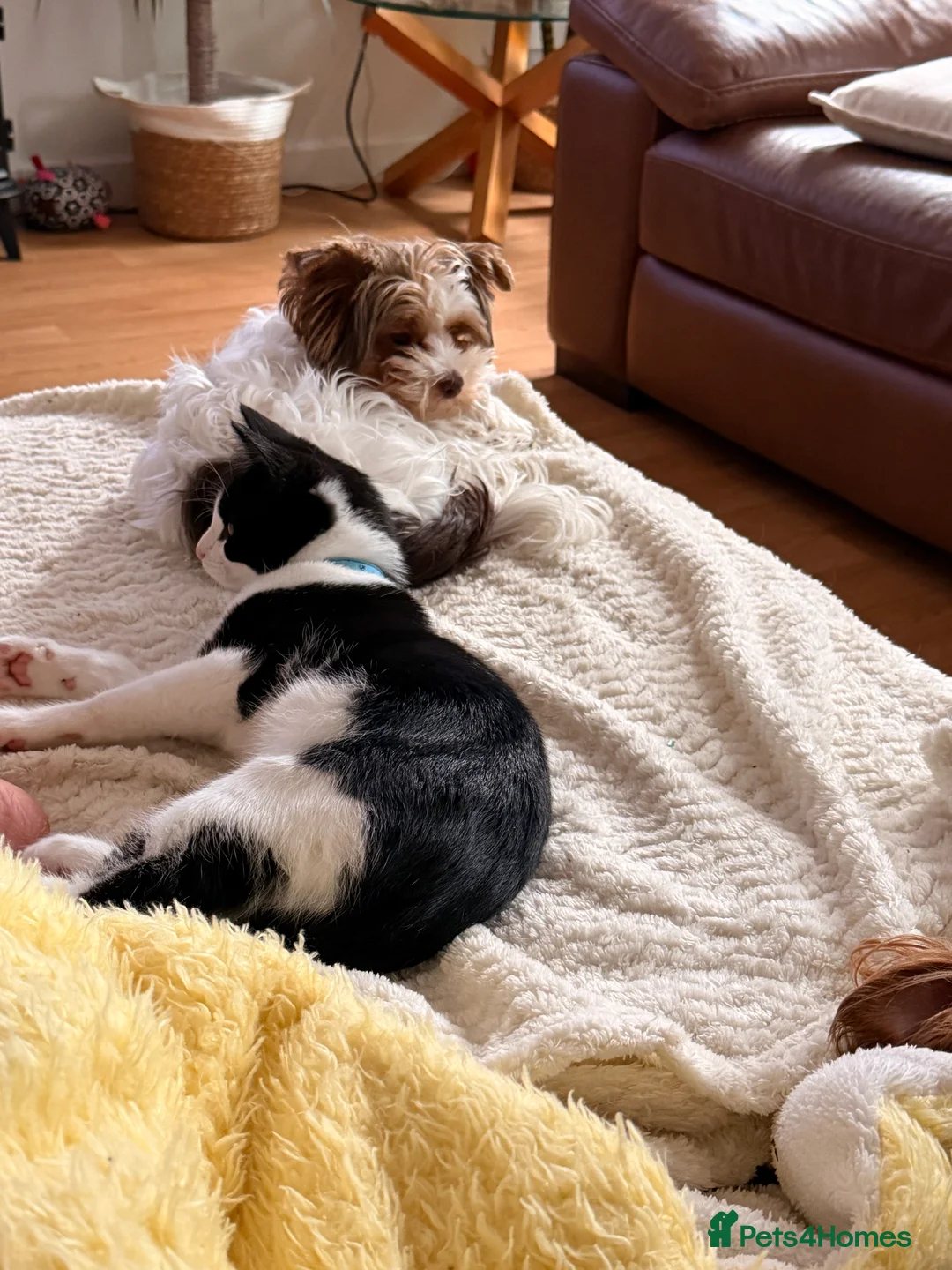 Mixed Breed cats for sale: Socks - Advert 2