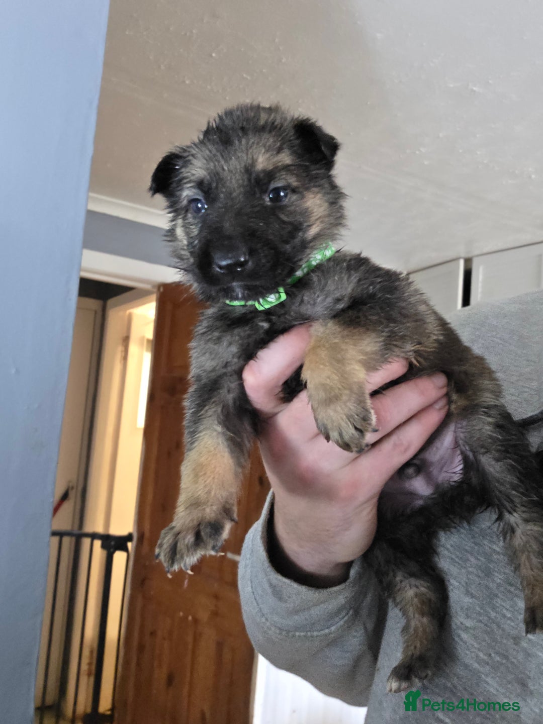 German Shepherd dogs for sale: 9 beautiful working line german shepherd puppies  - Advert 6