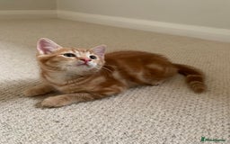 Mixed Breed cats for sale: Cute playful kittens  - Image 6