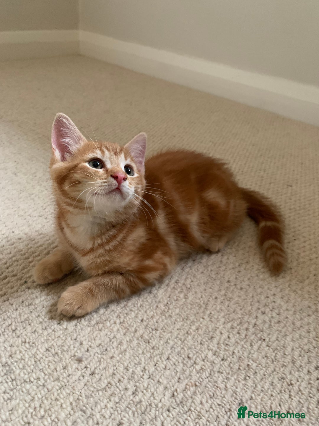 Mixed Breed cats for sale: Cute playful kittens  - Image 6