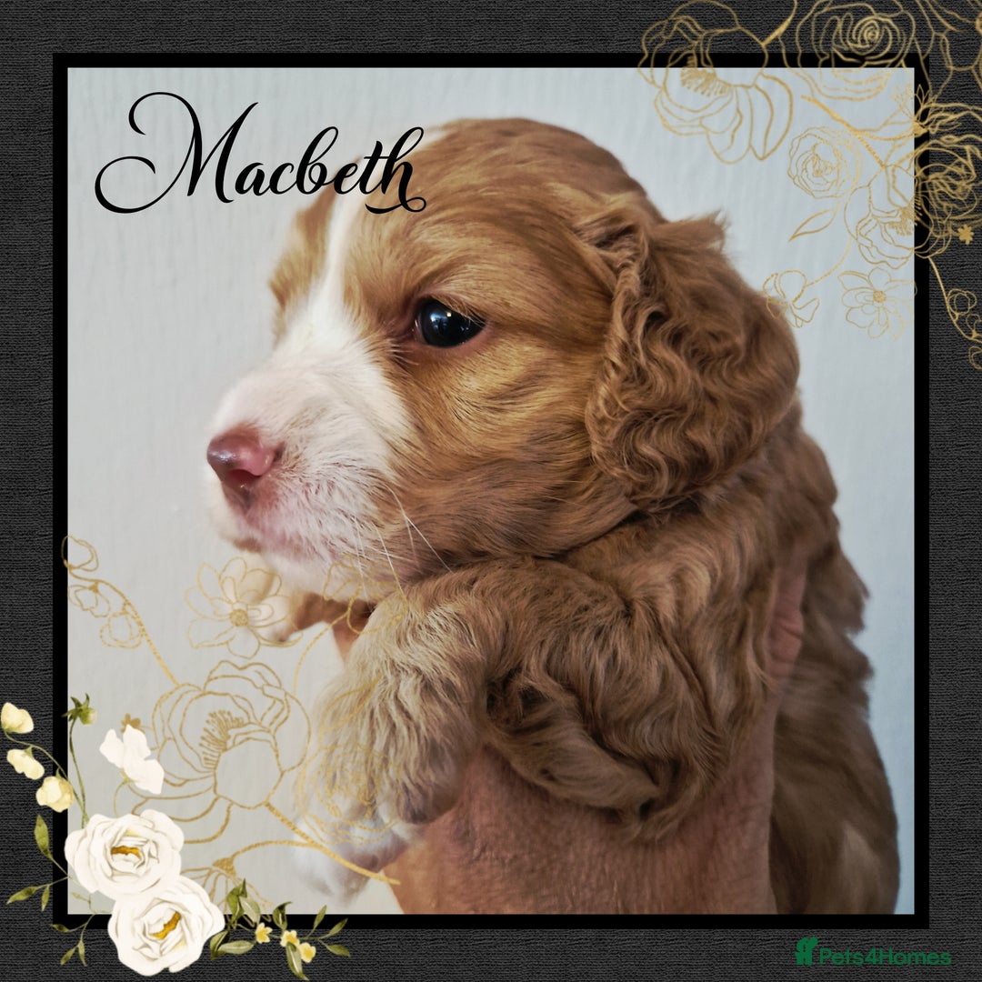 Cockapoo dogs for sale: 5*licenced, stunning F1 English Cockapoo puppies - Image 21