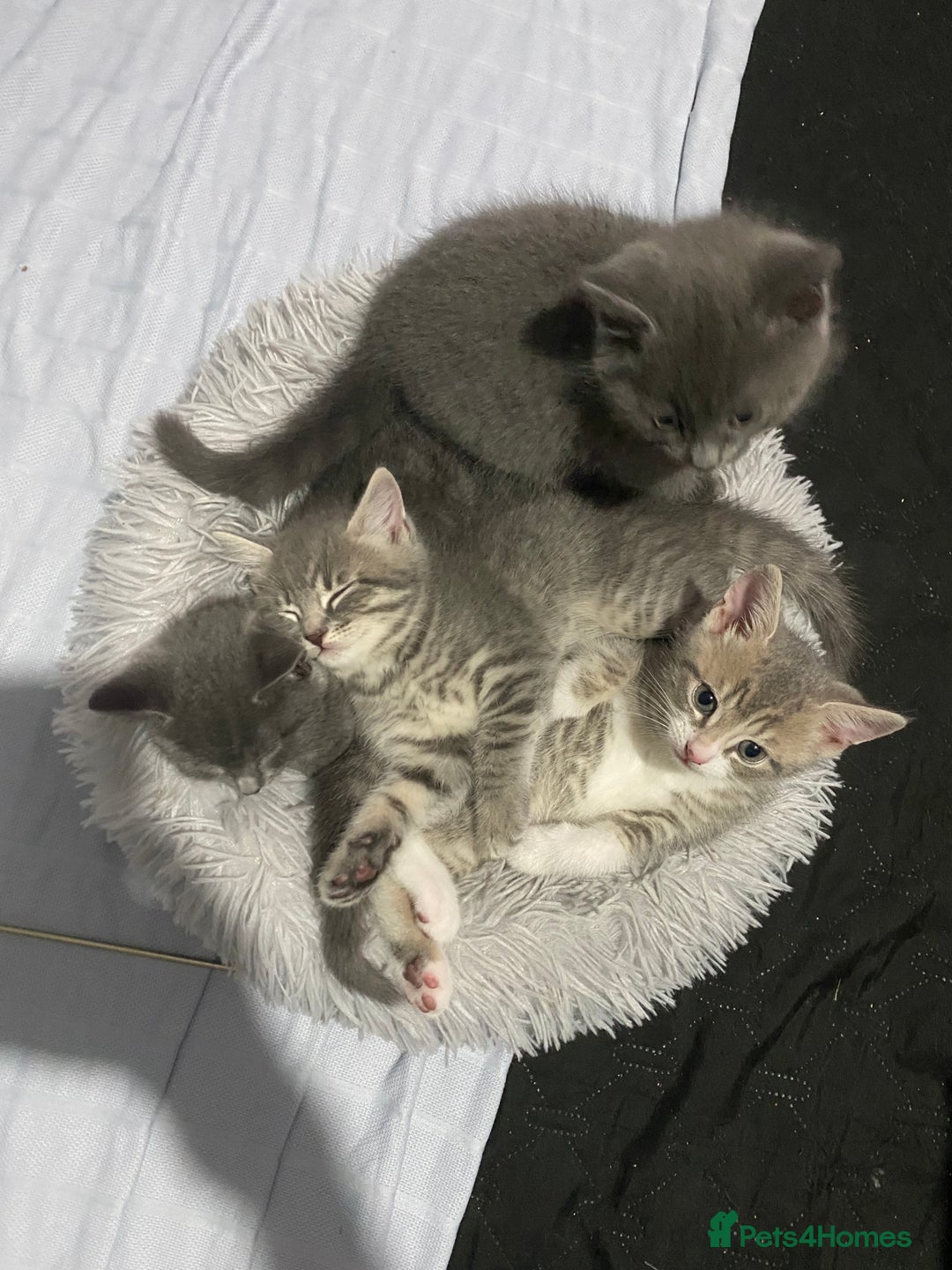 British Shorthair cats for sale: Brittish Shorthair Crossbreed Kittens  - Image 13
