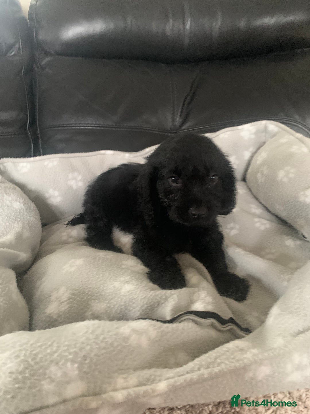 Cockapoo dogs for sale: Ready Now Beautiful litter of cockapoo puppies  - Image 8