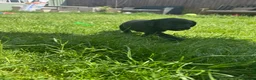 Labrador Retriever dogs for sale: Labrador puppies for sale - Advert 14