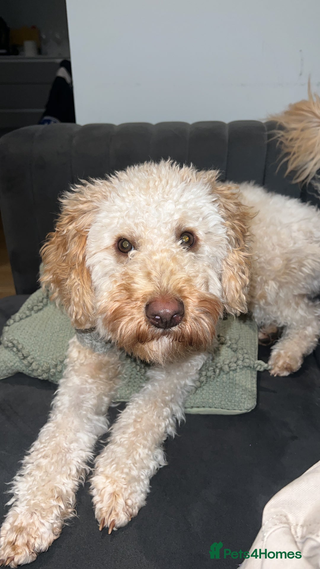 Goldendoodle dogs for sale: Francois the Goldendoodle  - Advert 1