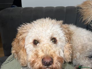 Goldendoodle dogs Francois the Goldendoodle - Advert 10