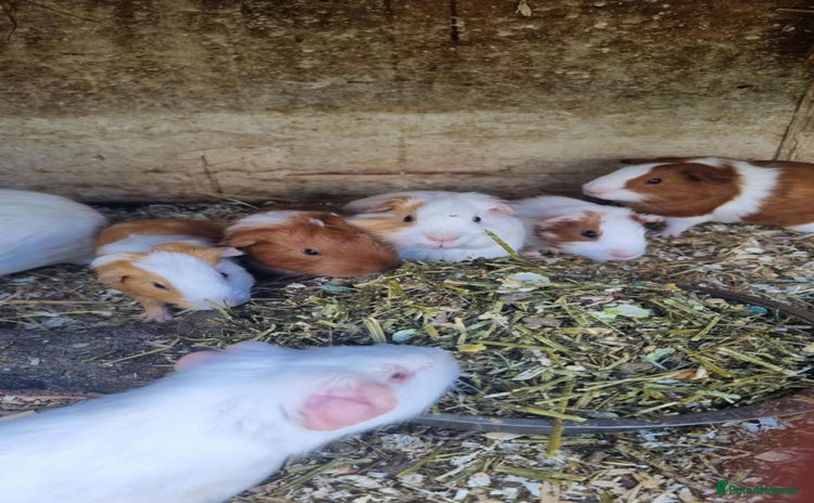 Guinea Pig rodents - Advert 4