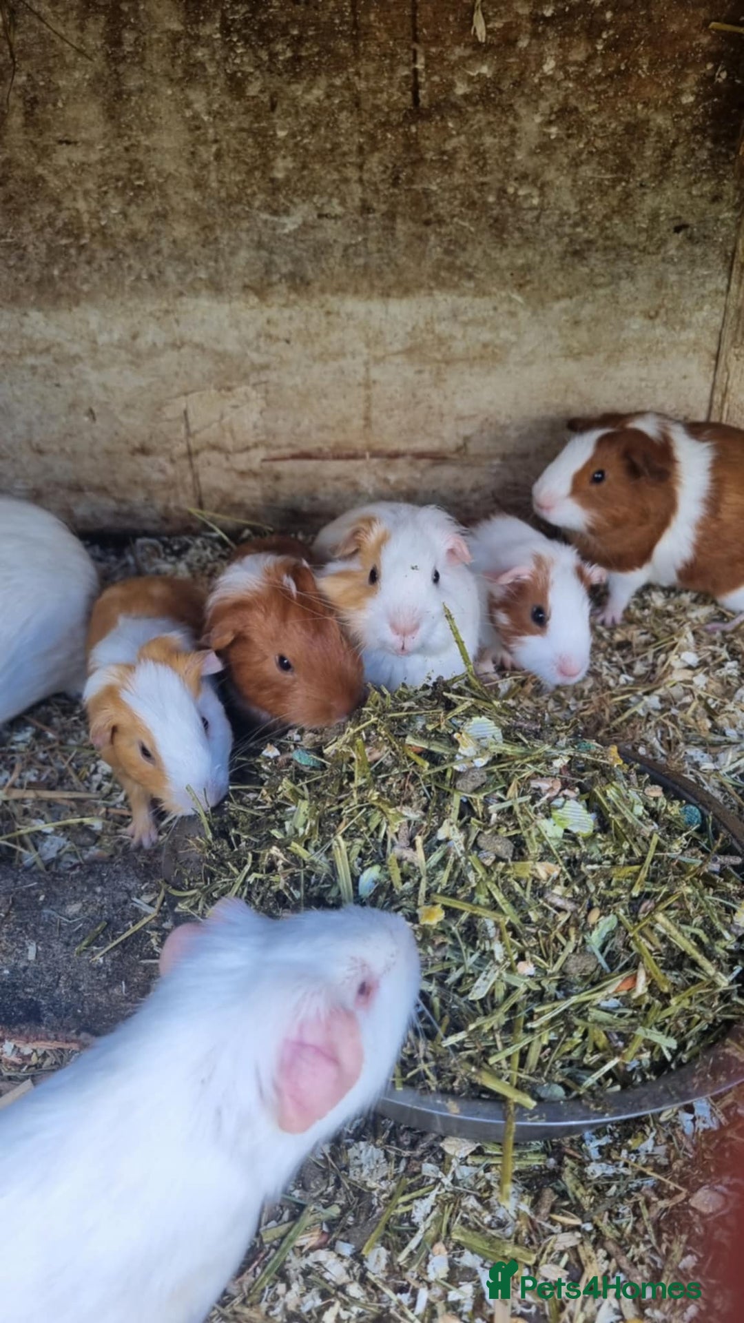 Guinea Pig rodents for sale: 8 week old + male guineapigs - Image 1