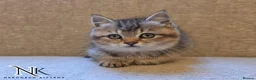 British Shorthair cats for sale: GCCF British Shorthair Babies Ready Soon 🐱 - Advert 19