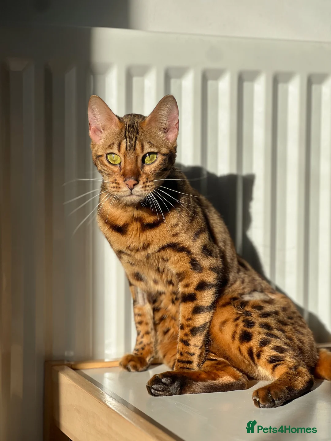 Bengal cats for sale: 2 year old bengal female - Advert 3