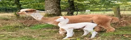 Alpaca livestock for sale: A very special breeding group of 16 alpacas - Advert 21