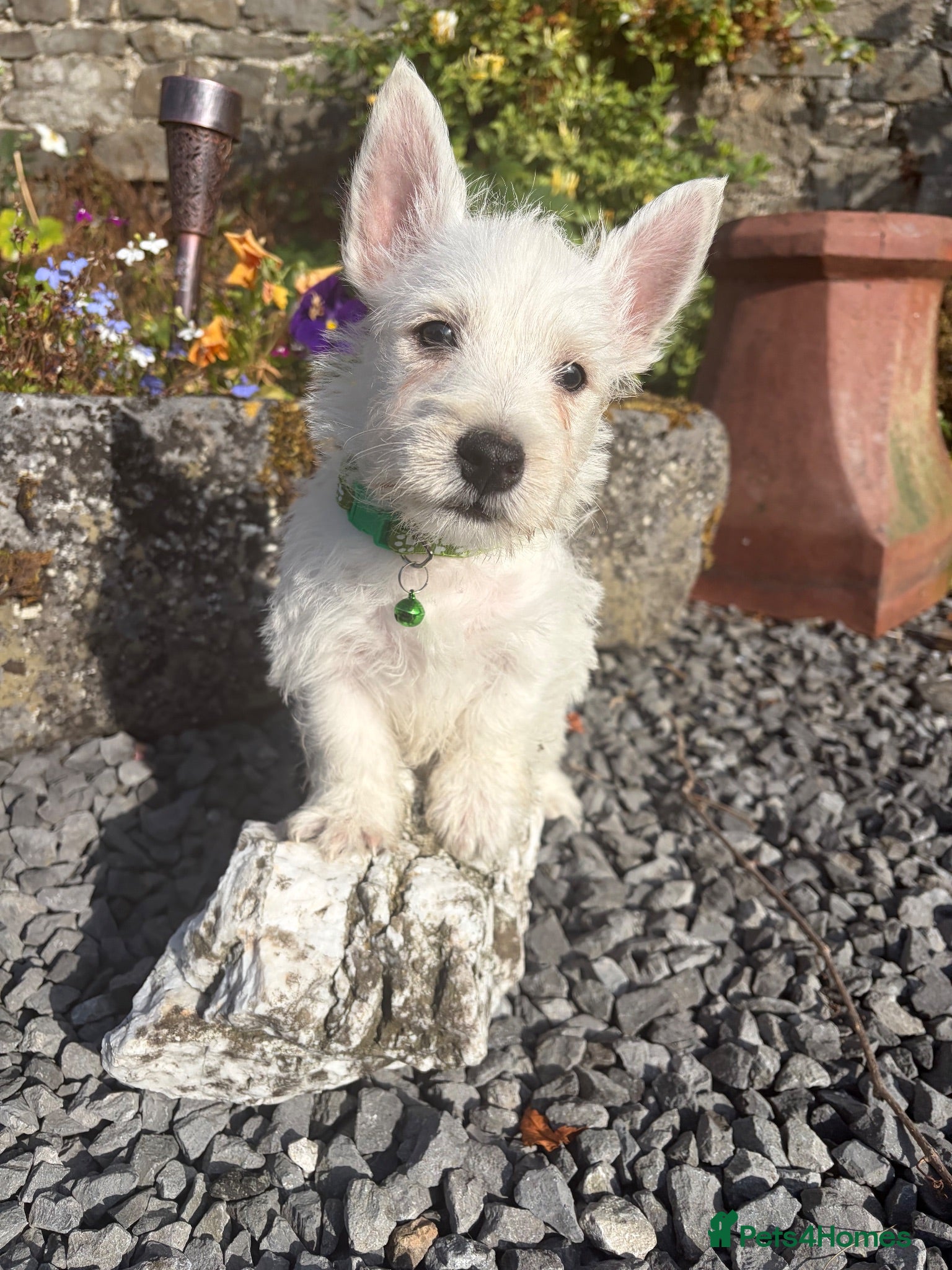 West Highland Terrier dogs Gorgeous West Highland Terrier Puppies - Advert 2