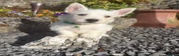 West Highland Terrier dogs for sale: Gorgeous West Highland Terrier Puppies in Llandeilo - Advert 5
