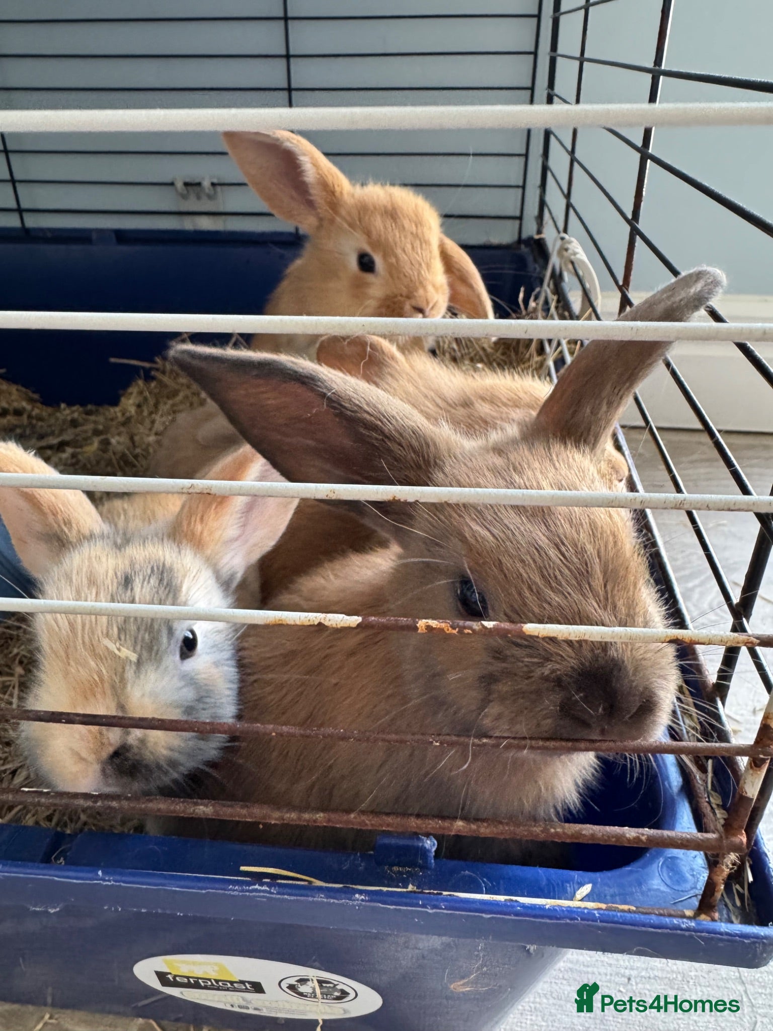 Mini Lop rabbits 13 baby bunnies -two litters ready mid-end of July - Advert 2