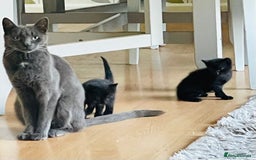 Russian Blue cats for sale: Russian blue mix  - Image 10