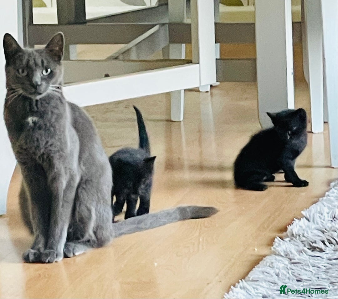 Russian Blue cats for sale: Russian blue mix  - Image 10