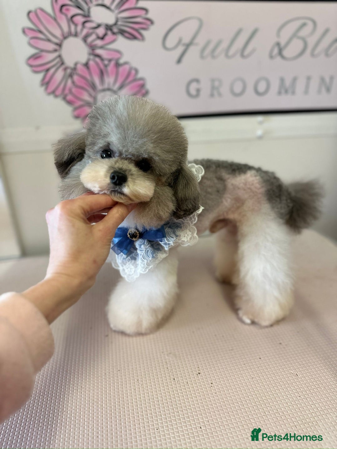 Cavapoo dogs for sale: Beautiful Rare F1b Cavapoos  - Advert 5