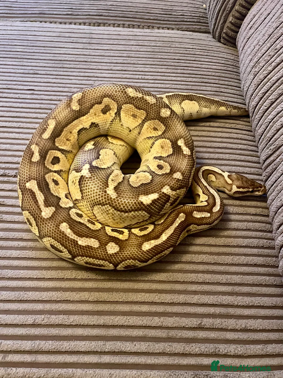 Python Snake reptiles for sale: Royal Python Collection Designer Morphs Females - Advert 17