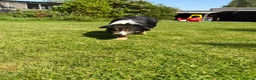 Border Collie dogs for sale: Robbie, 9 year old working Border Collie - Advert 3